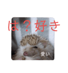 ウチの子はりーつぁん1（個別スタンプ：19）