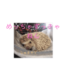 ウチの子はりーつぁん1（個別スタンプ：20）