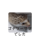 ウチの子はりーつぁん1（個別スタンプ：21）