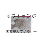 ウチの子はりーつぁん1（個別スタンプ：22）