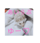 ウチの子はりーつぁん1（個別スタンプ：24）