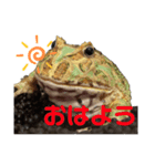クランウェルツノガエルのわさび君（個別スタンプ：1）
