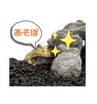クランウェルツノガエルのわさび君（個別スタンプ：5）