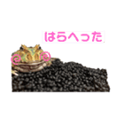クランウェルツノガエルのわさび君（個別スタンプ：6）