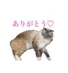 アラン＆ぽーちゃん（個別スタンプ：15）