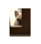 美豚(￣^￣)ゞ（個別スタンプ：8）