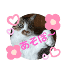 ナナエモン①+（個別スタンプ：2）