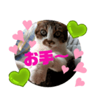 ナナエモン①+（個別スタンプ：3）