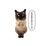 猫のはるさめ（個別スタンプ：1）