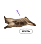 猫のはるさめ（個別スタンプ：2）