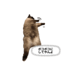 猫のはるさめ（個別スタンプ：3）