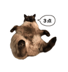 猫のはるさめ（個別スタンプ：4）