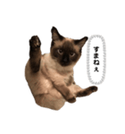猫のはるさめ（個別スタンプ：5）
