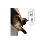 猫のはるさめ（個別スタンプ：6）