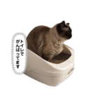 猫のはるさめ（個別スタンプ：7）