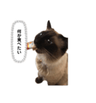 猫のはるさめ（個別スタンプ：8）