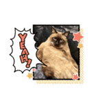 ブルーザーキャット（個別スタンプ：4）