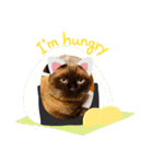 ブルーザーキャット（個別スタンプ：15）