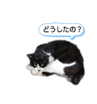 久高猫ギャラリー2（個別スタンプ：3）