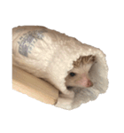 ハリネズミの顔（個別スタンプ：2）