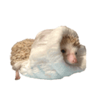 ハリネズミの顔（個別スタンプ：4）