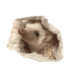 ハリネズミの顔（個別スタンプ：6）