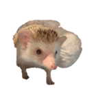 ハリネズミの顔（個別スタンプ：8）