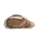 ハリネズミの顔（個別スタンプ：9）