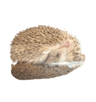 ハリネズミの顔（個別スタンプ：15）