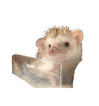 ハリネズミの顔（個別スタンプ：20）