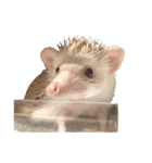 ハリネズミの顔（個別スタンプ：21）