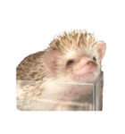 ハリネズミの顔（個別スタンプ：22）