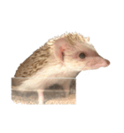 ハリネズミの顔（個別スタンプ：23）