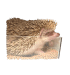 ハリネズミの顔（個別スタンプ：24）