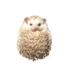 ハリネズミの顔（個別スタンプ：27）