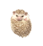 ハリネズミの顔（個別スタンプ：29）