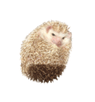 ハリネズミの顔（個別スタンプ：31）