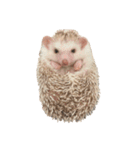 ハリネズミの顔（個別スタンプ：32）