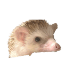 ハリネズミの顔（個別スタンプ：39）