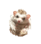 ハリネズミの顔（個別スタンプ：40）