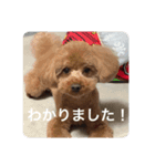 ココアちゃん達1（個別スタンプ：2）