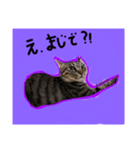 こころんの猫の日常スタンプ（個別スタンプ：3）