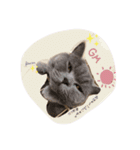 こころんの猫の日常スタンプ（個別スタンプ：5）