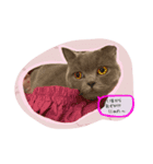 こころんの猫の日常スタンプ（個別スタンプ：6）