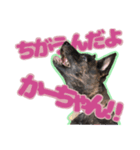 甲斐犬松風の日常その1（個別スタンプ：2）