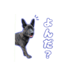 甲斐犬松風の日常その1（個別スタンプ：3）