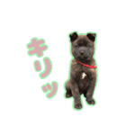 甲斐犬松風の日常その1（個別スタンプ：9）