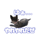 甲斐犬松風の日常その1（個別スタンプ：10）