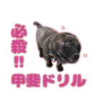 甲斐犬松風の日常その1（個別スタンプ：12）