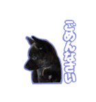 甲斐犬松風の日常その1（個別スタンプ：13）